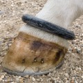 Rubber Fetlock Ring