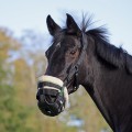 Shires Freegraze Grazing Muzzle