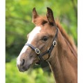 Velociti Gara  Adjustable Leather Headcollar