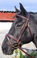 Stubben CTD Bridle